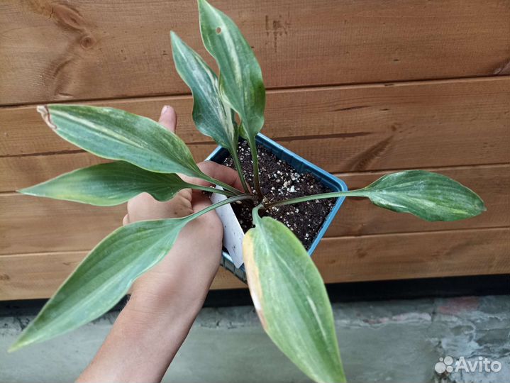 Хоста коллекционная Лайтинг флеш