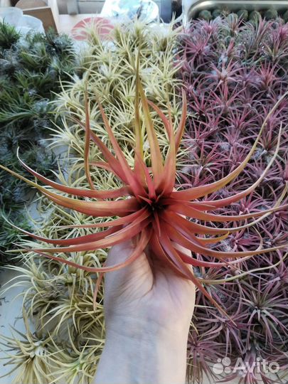 Tillandsia Brachycaulos