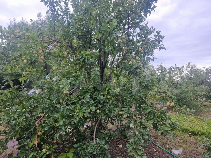 Участок 8 сот. (СНТ, ДНП)