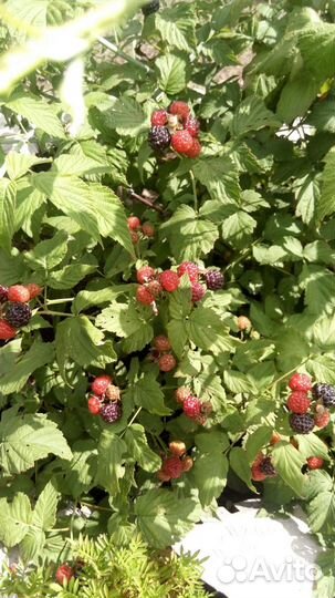 Малина кимберленд