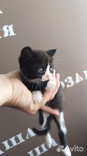 Котёнок девочка