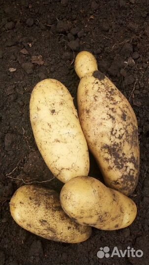 Картофель на семена