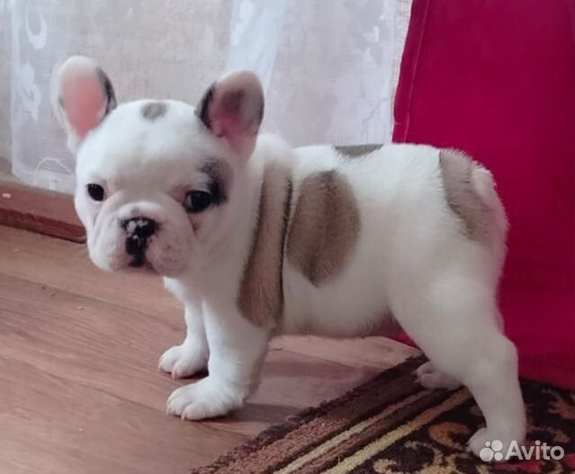 Отличные французские булки