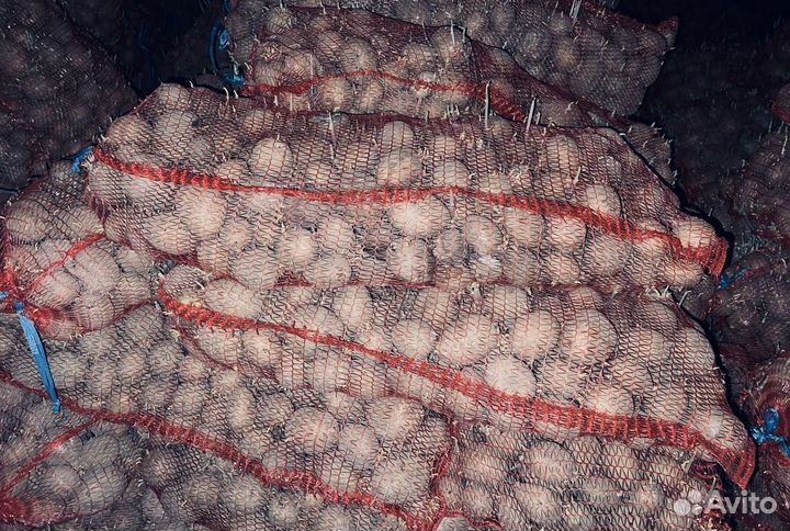 Пророщенный семенной картофель. Галла