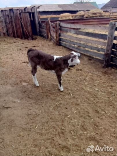 Корова с теленком