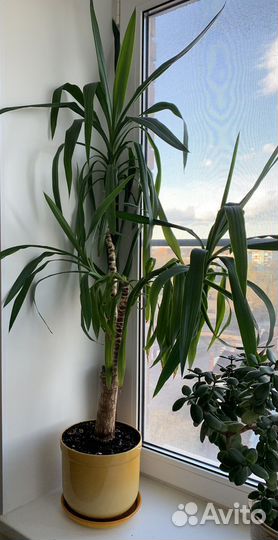 Пальма юкка