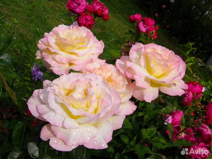 Саженцы роз самых лучших сортов