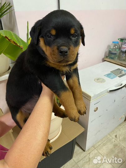 Щенки Ротвейлера