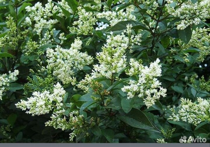 Саженцы бирючины