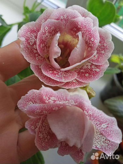 Цветы в стаканчике цветущие