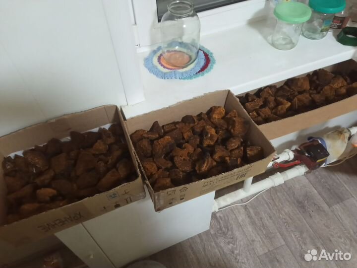 Чага кусковая