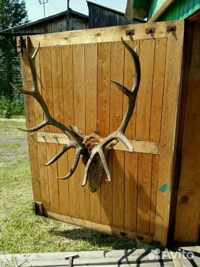 Продам рога