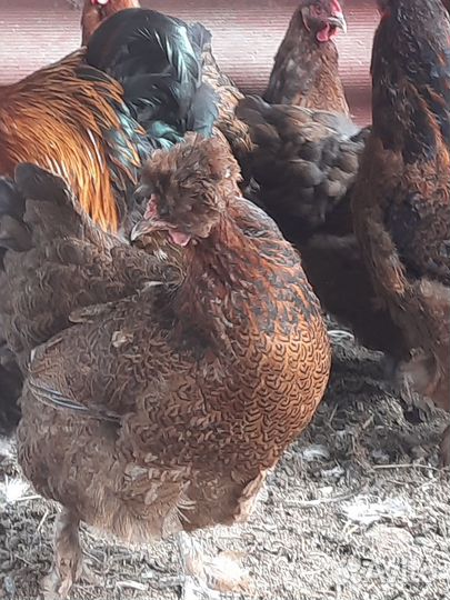 Домашняя птица