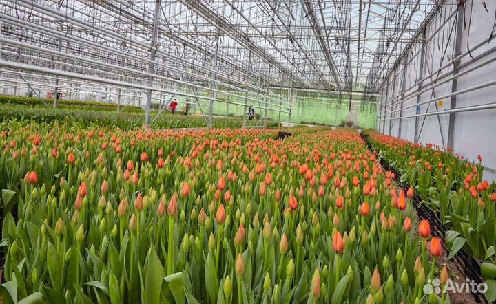 Тюльпаны срезка опт от теплицы