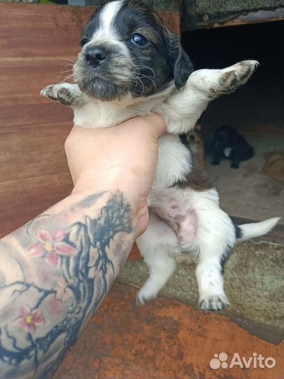 Щенки Английского кокер спаниеля