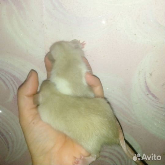Крысы Дамбо,ручные