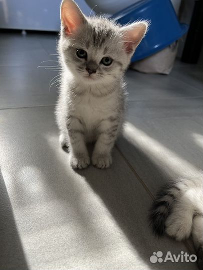 Британские котята