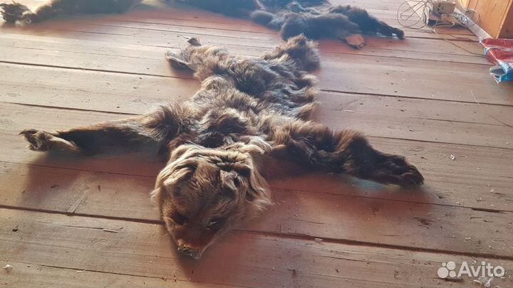 Шкура медведя имитация (3 шкуры)