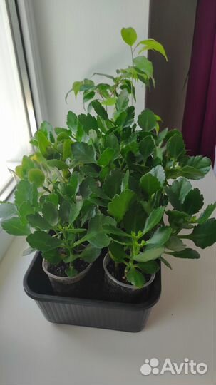 Продам цветы комнатные