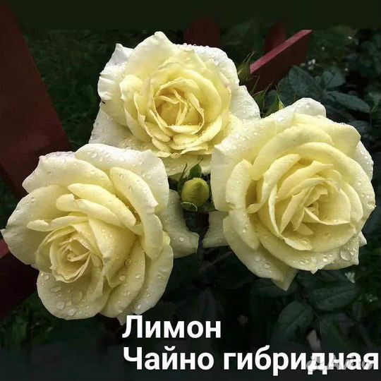 Саженцы роз