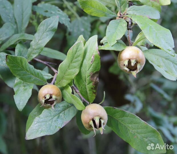 Мушмула японская