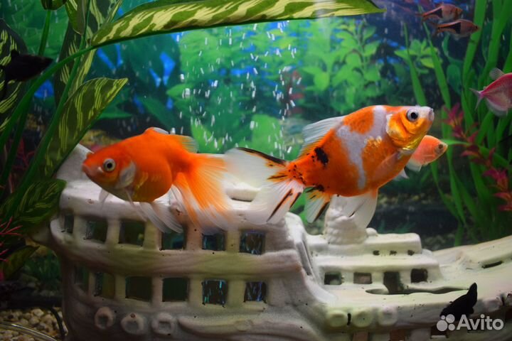 Золотая рыбка вуалехвост