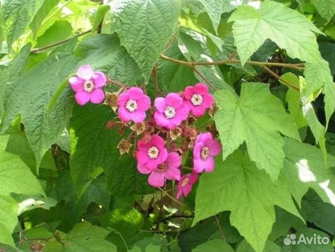 Малиноклен Калифорния. Декоративный долгоцветущий