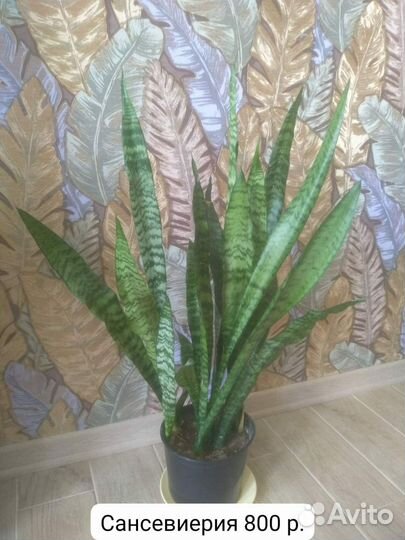 Комнатные цветы