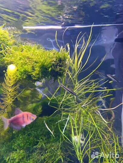 Украшение для аквариума