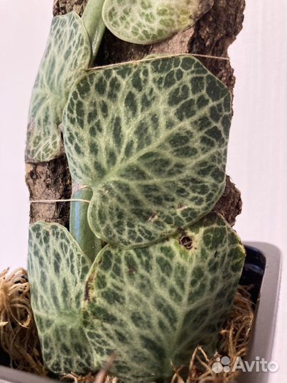 Рафидофора