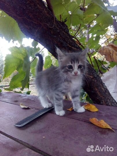 Котенок, девочка, подкидыш