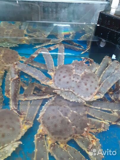 Живые Королевские Камчатские Крабы