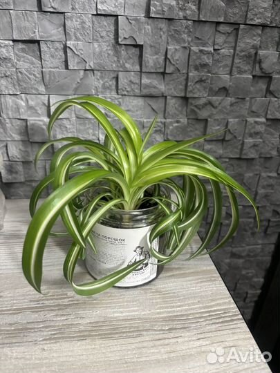 Хлорофитум