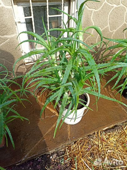 Алоэ лекарственное