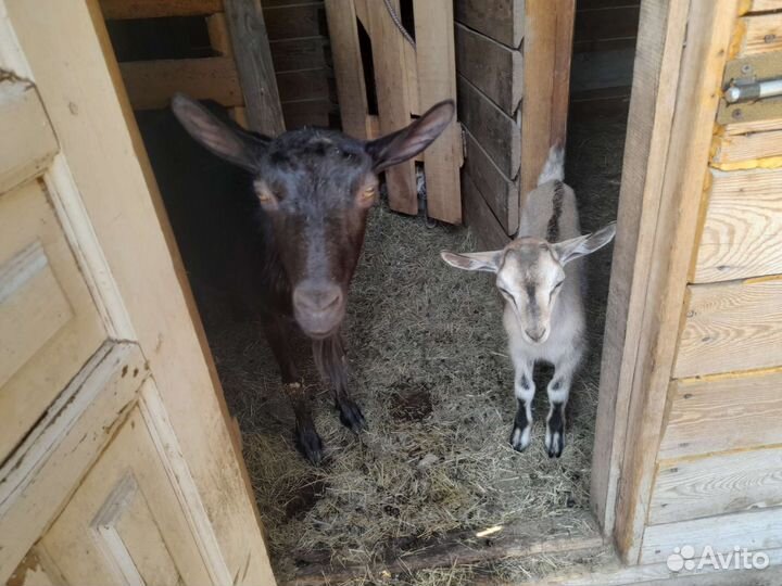 Альпийские козы