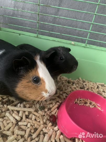 Морские свинки