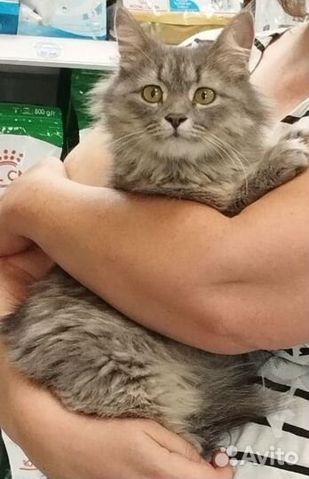 Кошечка в добрые руки