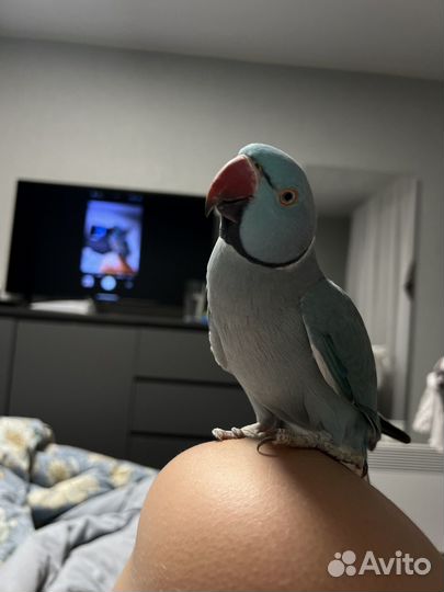 Ожереловый попугай