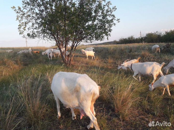 Козы молочные, дойные