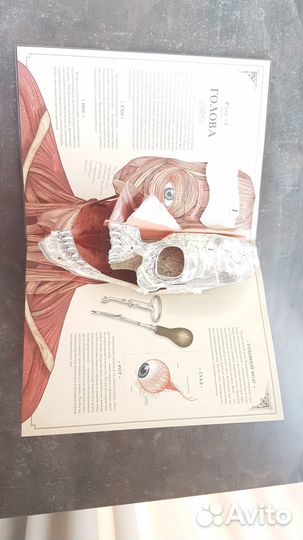 Книга тело человека. Ричард Уолкер