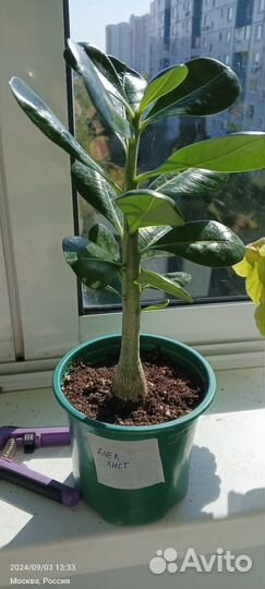 Адениум 10 месяцев