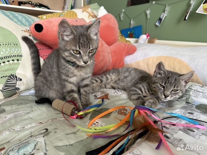 Котята в добрые руки девочки