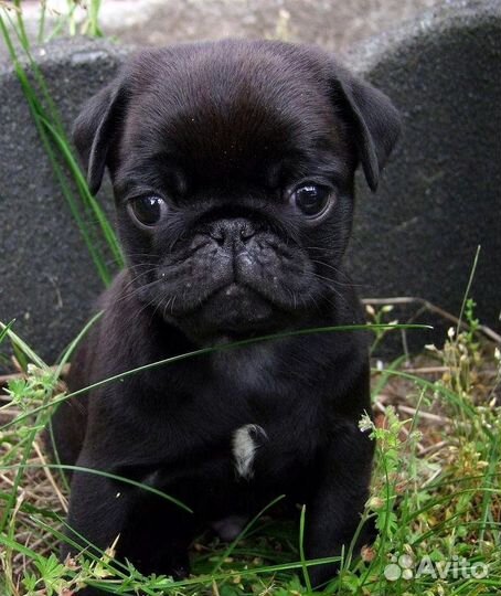 Щенки мопса