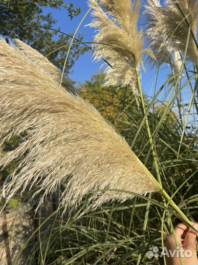 Пампасная трава