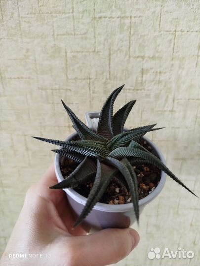 Хавортия лимифолия