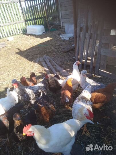 Продам петухов 6 месяцев на племя.На мясо нет