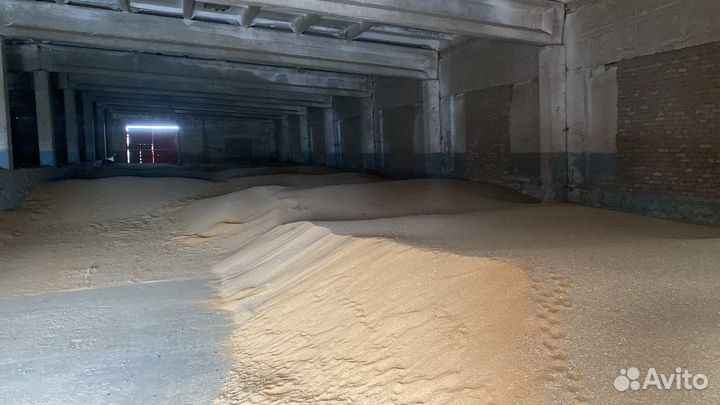 Горчица белая