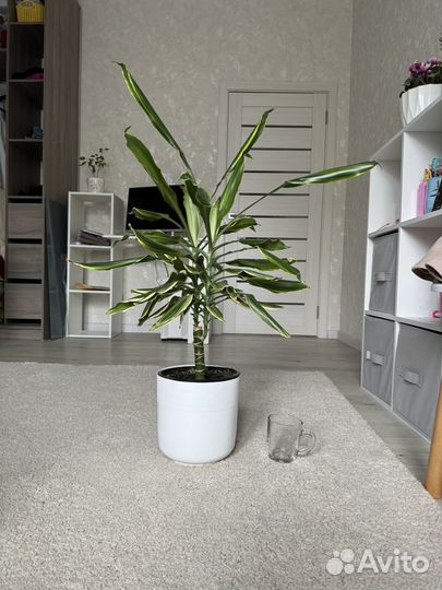 Комнатные цветы