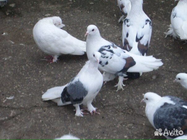 Голуби на свадьбу