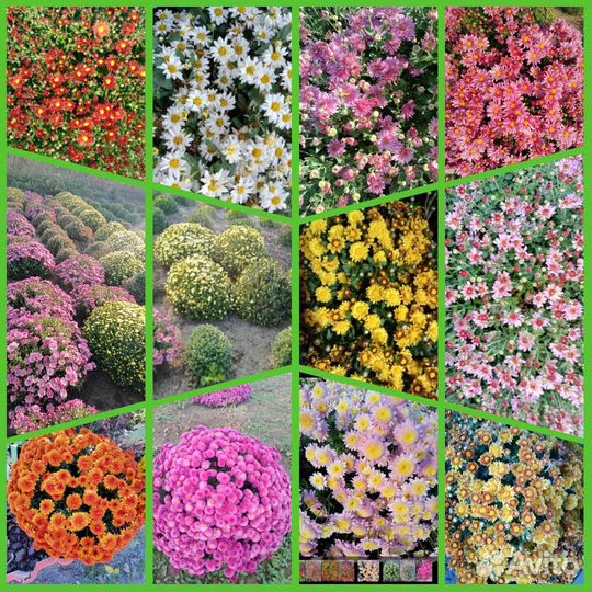 Хризантема мультифлора (шаровидная)